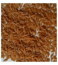  खपली गहु / Khapli Wheat (ZBNF - Natural - Not Organic)